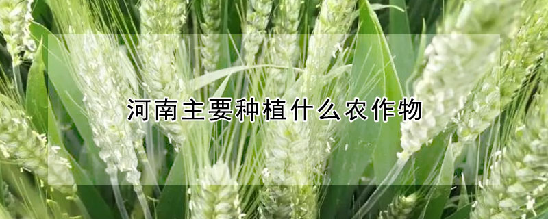 河南主要種植什么農作物