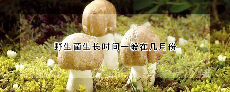 野生菌生長(zhǎng)時(shí)間一般在幾月份