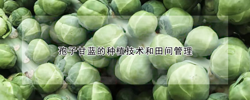 孢子甘藍的種植技術和田間管理