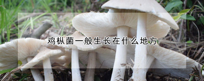 雞樅菌一般生長(zhǎng)在什么地方