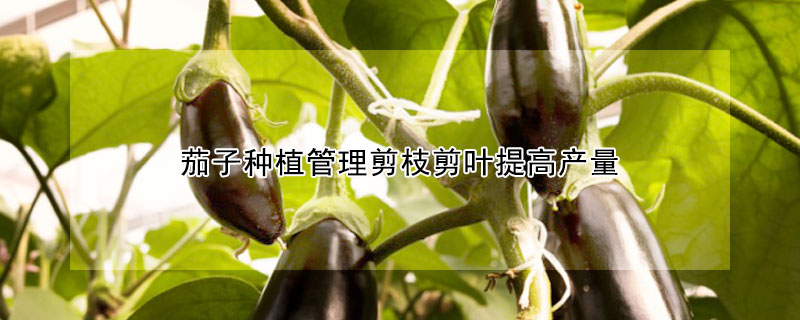 茄子種植管理剪枝剪葉提高產(chǎn)量