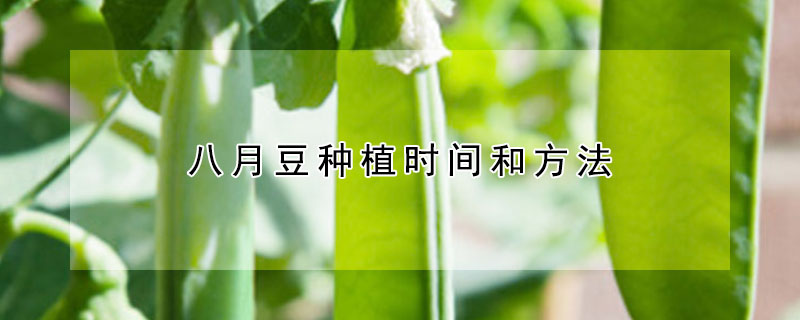 八月豆種植時間和方法