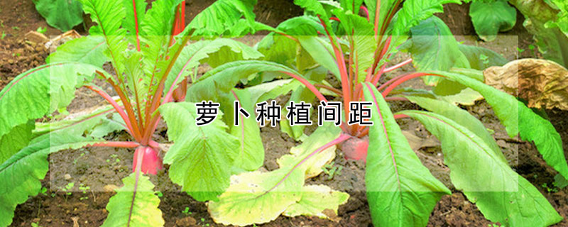 蘿卜種植間距