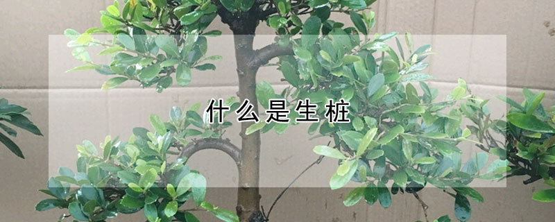 什么是生樁