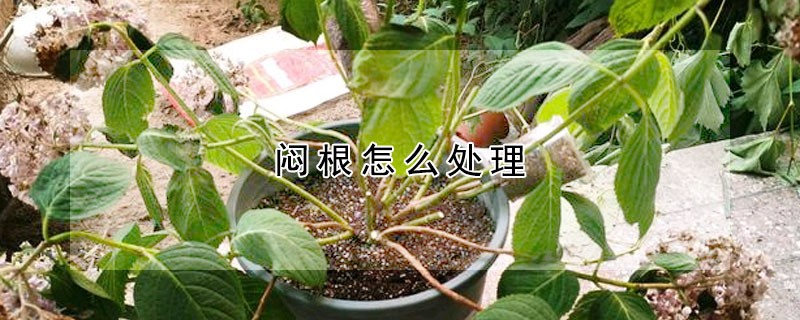 悶根怎么處理