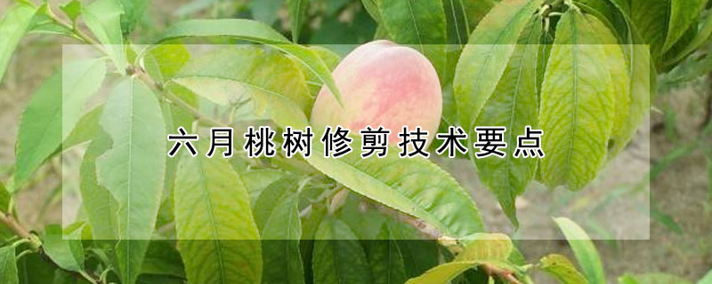 六月桃樹修剪技術(shù)要點(diǎn)