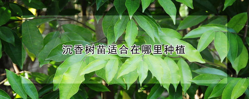 沉香樹苗適合在哪里種植