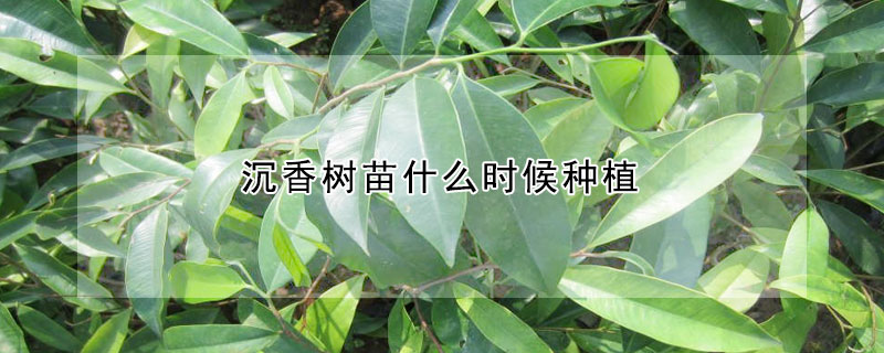 沉香樹苗什么時候種植