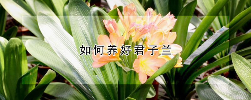 如何養(yǎng)好君子蘭