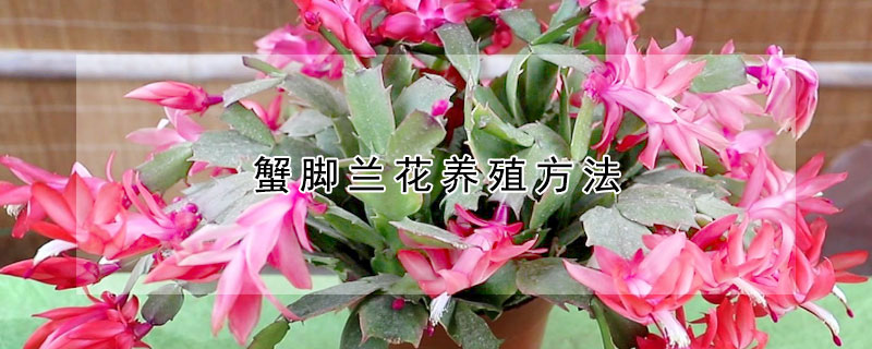 蟹腳蘭花養(yǎng)殖方法