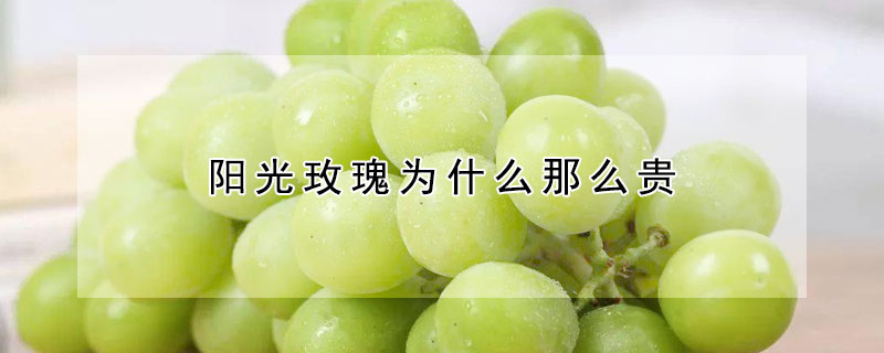 陽光玫瑰為什么那么貴