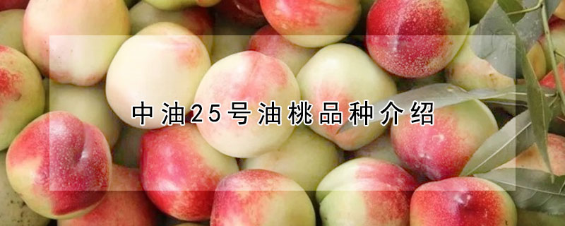 中油25號油桃品種介紹