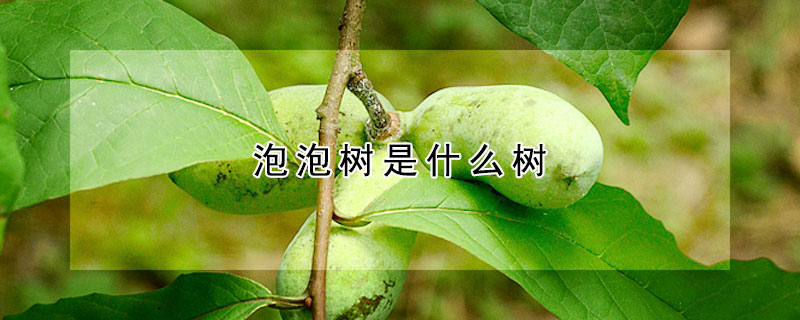 泡泡樹是什么樹