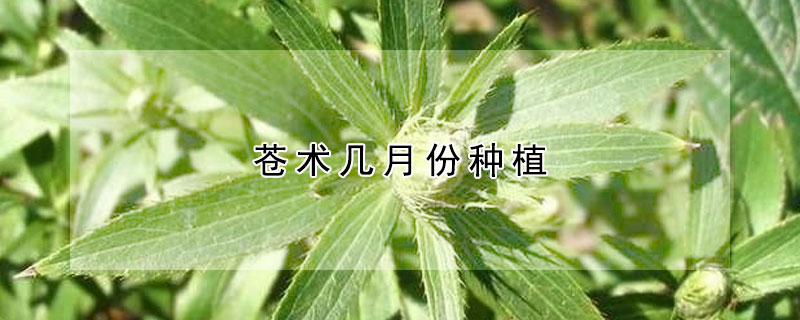 蒼術幾月份種植