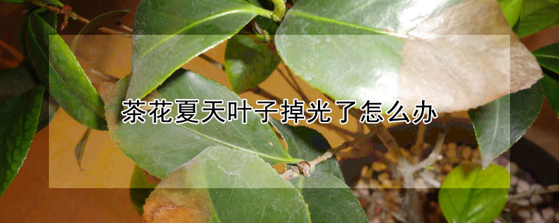 茶花夏天葉子掉光了怎么辦