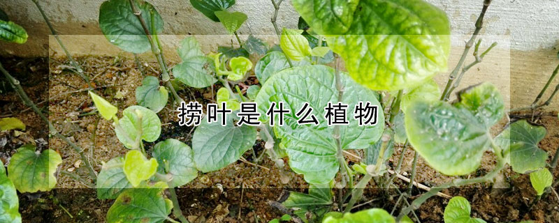 撈葉是什么植物