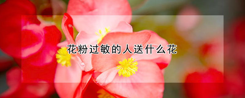 花粉過(guò)敏的人送什么花