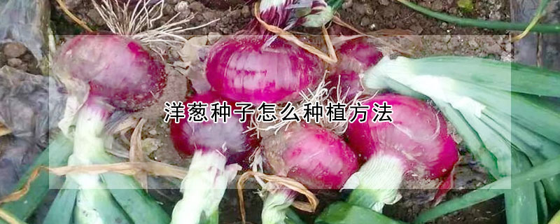 洋蔥種子怎么種植方法