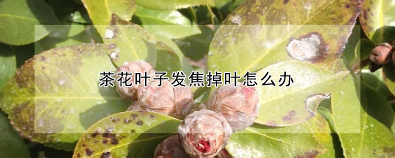 茶花葉子發(fā)焦掉葉怎么辦