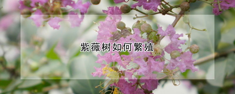 紫薇樹(shù)如何繁殖