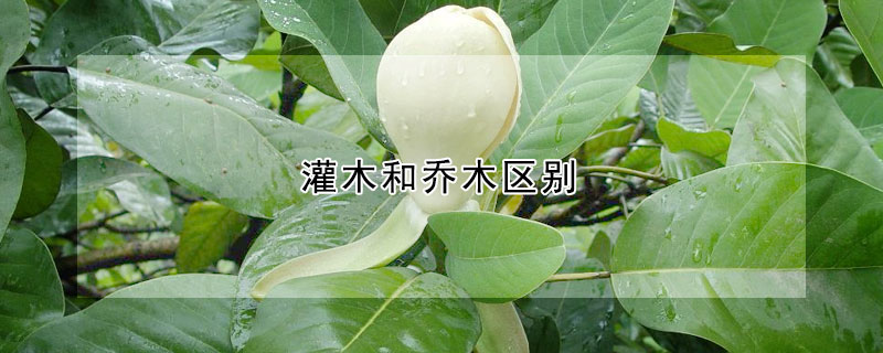 灌木和喬木區(qū)別