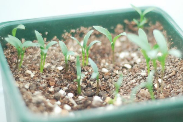 香菜種子催芽方法