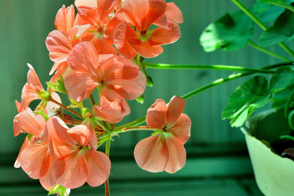 花季最長的花 花期最長的花排名