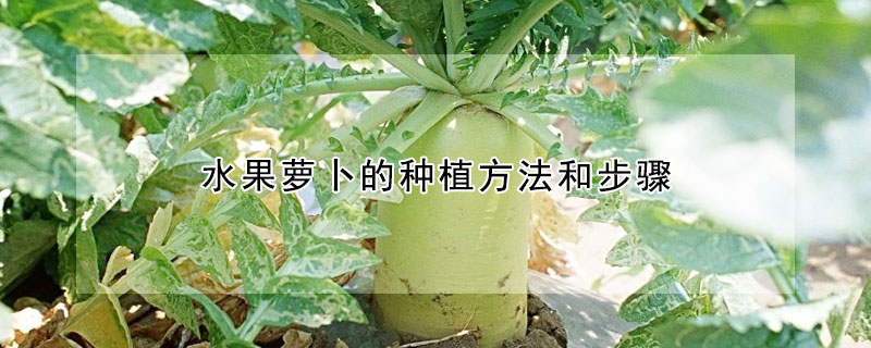 水果蘿卜的種植方法和步驟