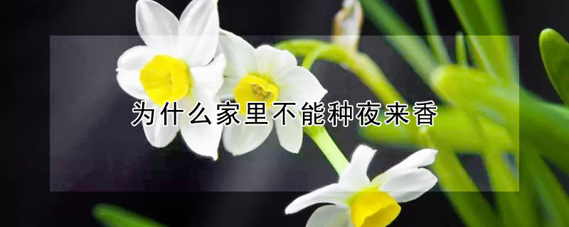 為什么家里不能種夜來香