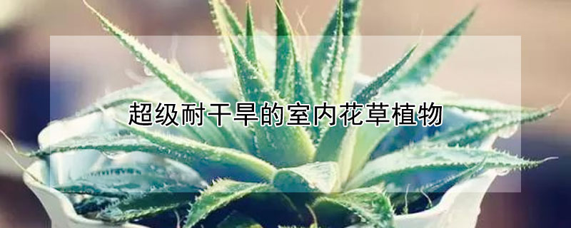 超級耐干旱的室內花草植物