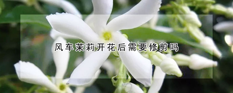 風車茉莉開花后需要修剪嗎