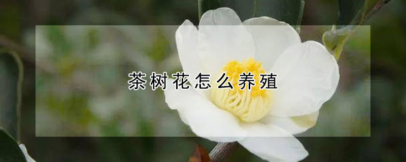 茶樹花怎么養殖