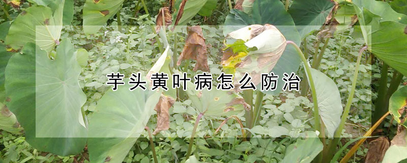 芋頭黃葉病怎么防治