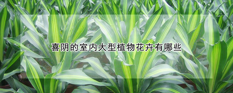 喜陰的室內大型植物花卉有哪些