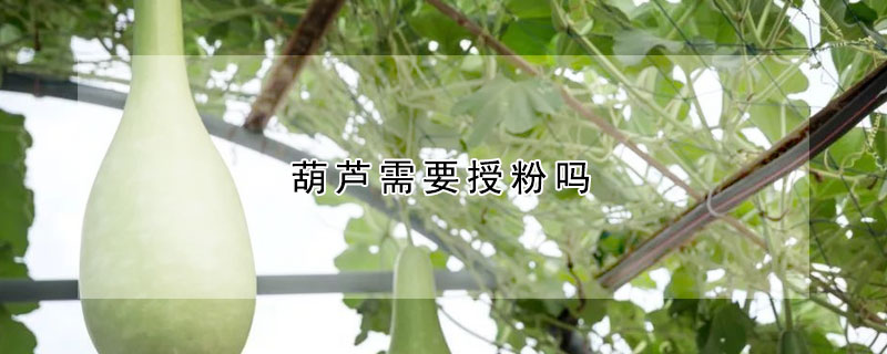 葫蘆需要授粉嗎