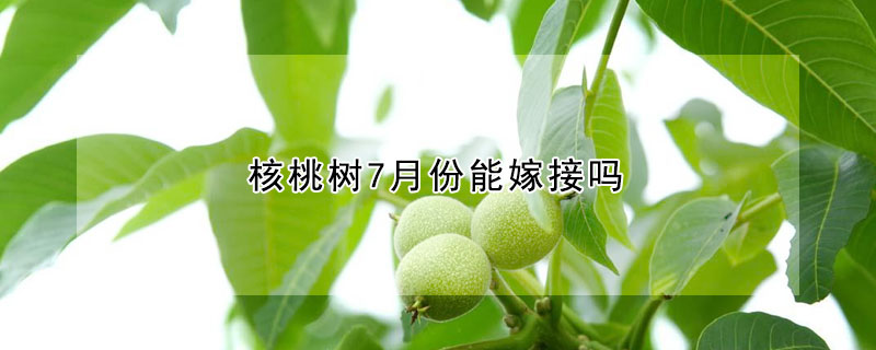 核桃樹7月份能嫁接嗎