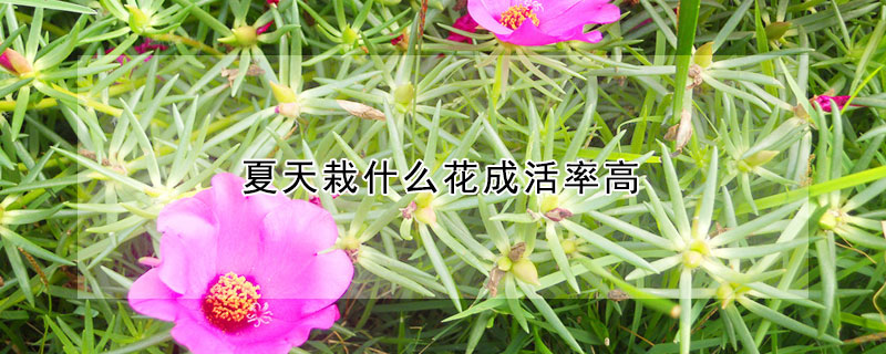 夏天栽什么花成活率高