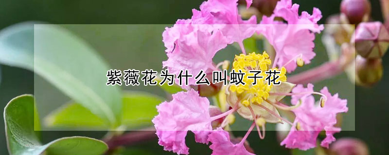 紫薇花為什么叫蚊子花