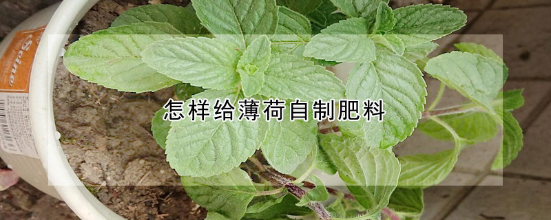 怎樣給薄荷自制肥料