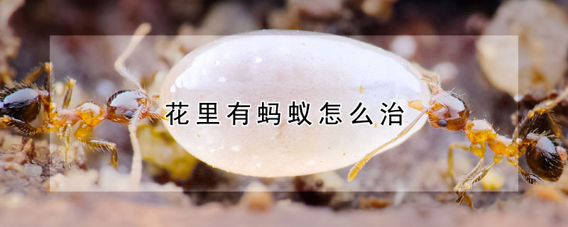 花里有螞蟻怎么治