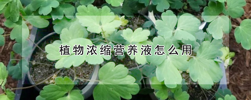 植物濃縮營養液怎么用