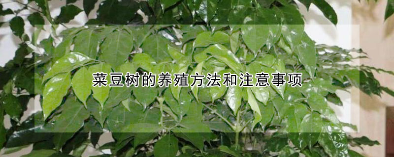 菜豆樹的養殖方法和注意事項