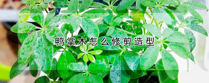 鴨掌木怎么修剪造型