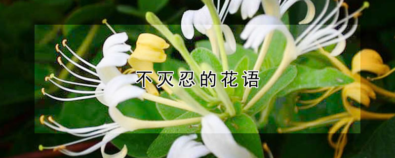 不滅忍的花語