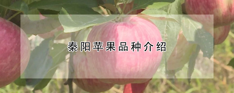 秦陽蘋果品種介紹