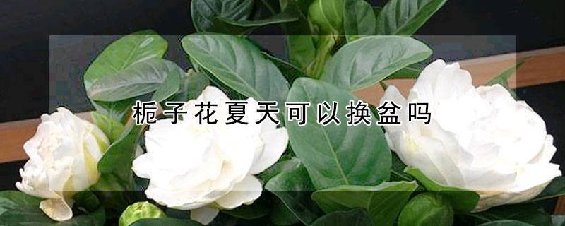 梔子花夏天可以換盆嗎