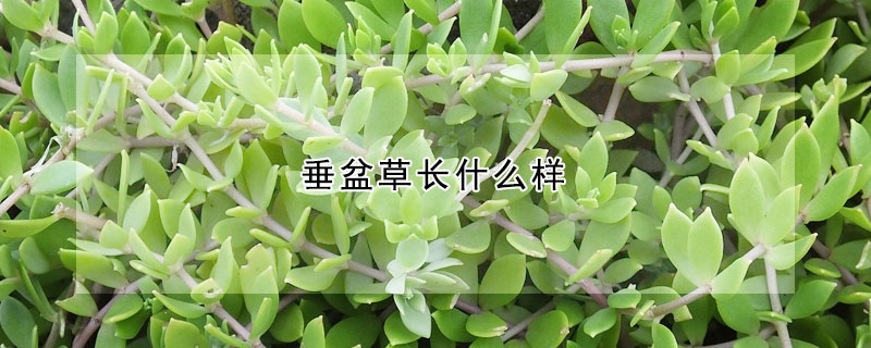 垂盆草長(zhǎng)什么樣