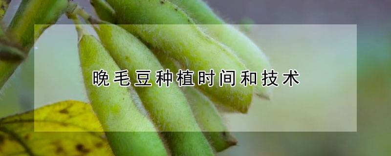 晚毛豆種植時間和技術