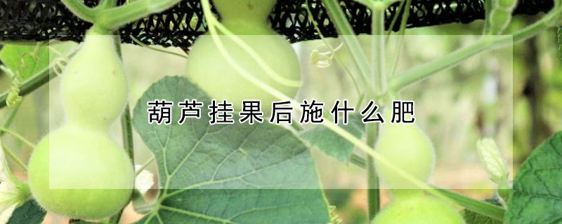 葫蘆掛果后施什么肥