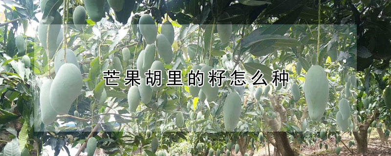 芒果胡里的籽怎么種